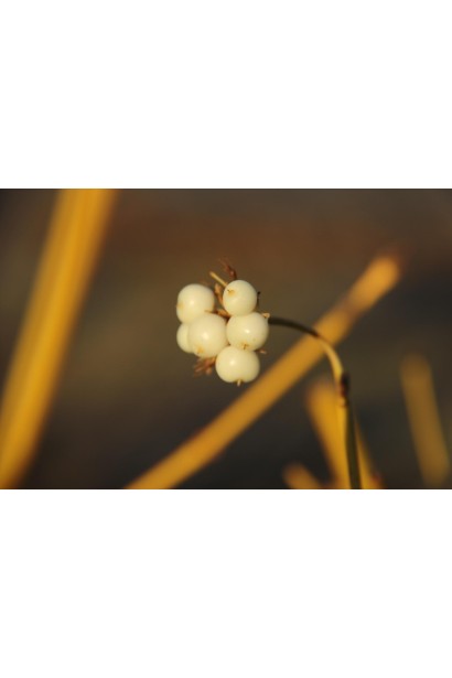 Cornus sericea ’Bud’s Yellow’